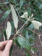 Viburnum