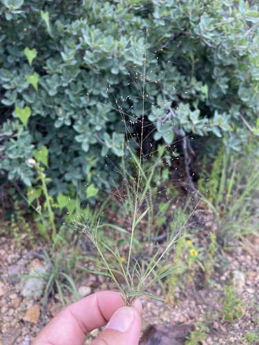 Muhlenbergia minutissima, 2021-08-21