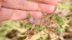 Centaurea pullata