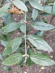 Viburnum