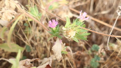 Centaurea pullata