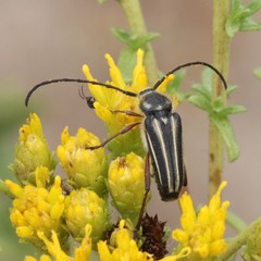 Perarthrus vittatus