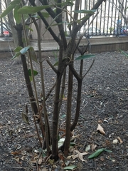 Viburnum
