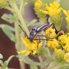 Perarthrus vittatus