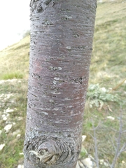 Pinus peuce