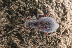 Eschatomoxys wagneri