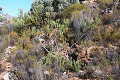 Paranomus bracteolaris