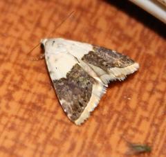 Eublemma bipartita
