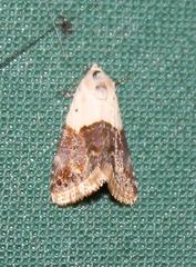 Eublemma bipartita
