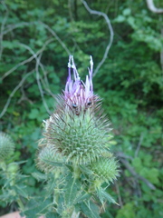 Cirsium euxinum