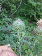 Cirsium euxinum