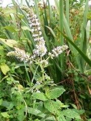 Mentha × rotundifolia