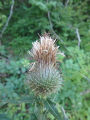 Cirsium euxinum