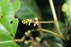 Chondrodendron tomentosum
