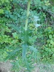 Cirsium euxinum