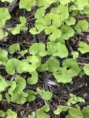 Dichondra brachypoda