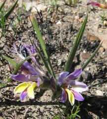 Babiana patula