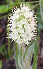 Echiostachys incanus