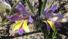 Babiana patula