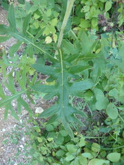 Cirsium euxinum