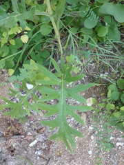 Cirsium euxinum