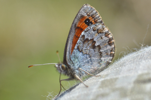 Erebia iranica