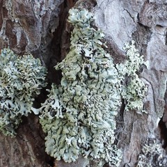 Hypogymnia farinacea