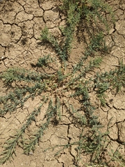 Suaeda prostrata