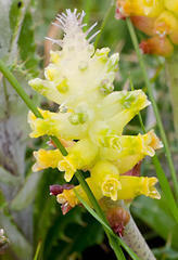Lachenalia lutea