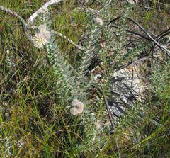 Leucospermum wittebergense