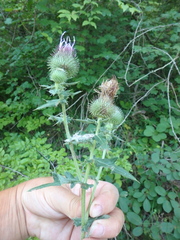 Cirsium euxinum