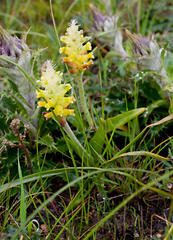 Lachenalia lutea