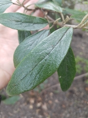 Viburnum