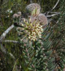 Leucospermum wittebergense