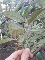 Viburnum