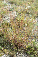 Scrophularia cretacea