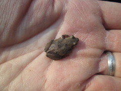 Pseudacris triseriata