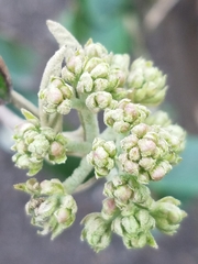 Viburnum