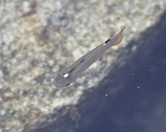 Aplocheilus