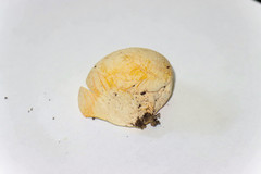 Calvatia rubroflava