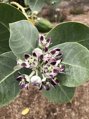 Calotropis procera