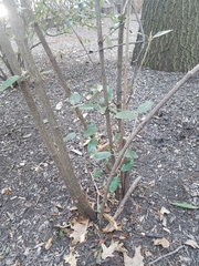 Viburnum