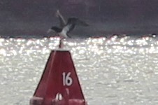 Sula leucogaster leucogaster