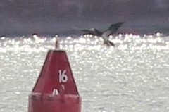 Sula leucogaster leucogaster