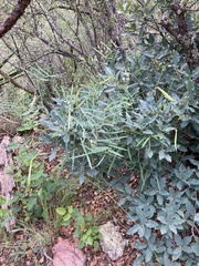 Lathyrus graminifolius