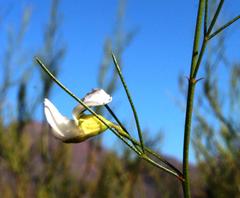 Psoralea sp18