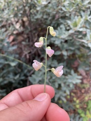 Lathyrus graminifolius