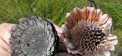 Protea neriifolia