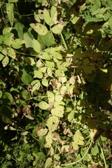 Clematis lathyrifolia