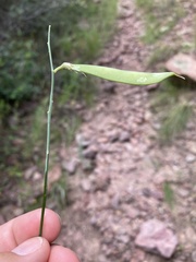 Lathyrus graminifolius